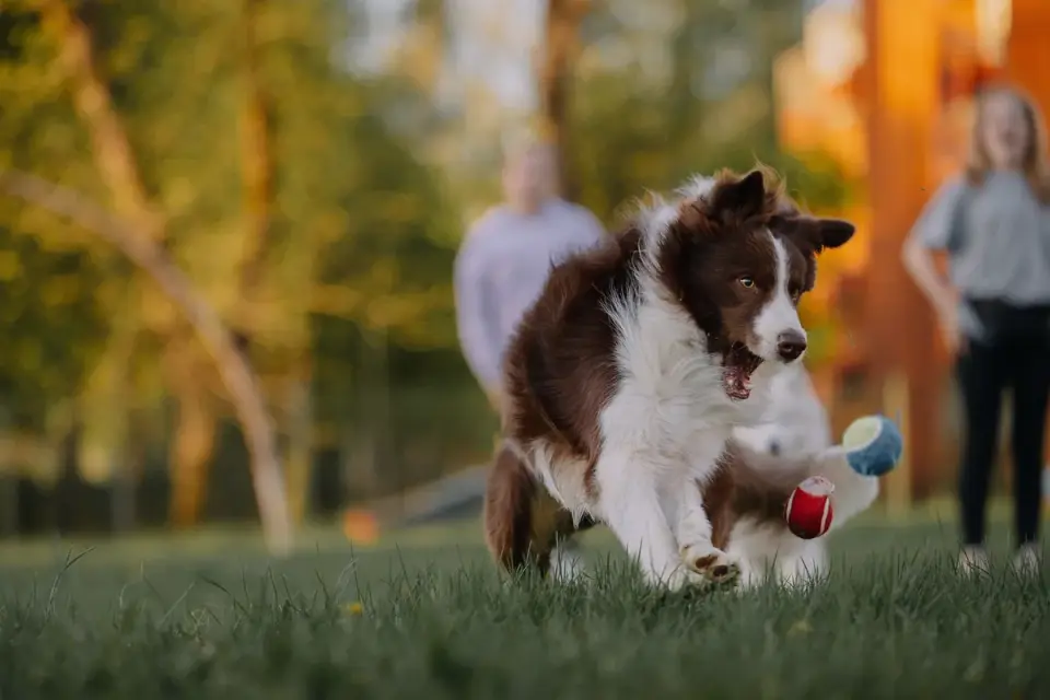 Dog playing with a ball