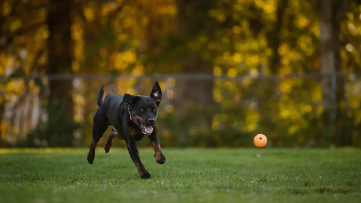 Dog playing with a ball
