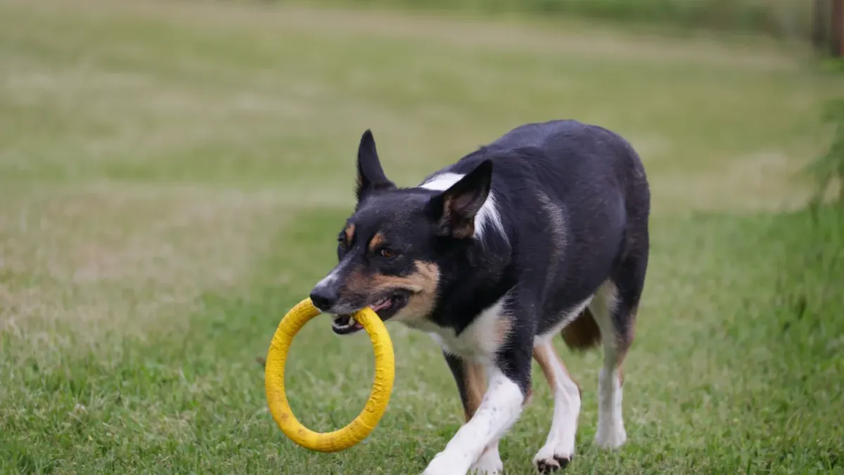 Dog playing with a rope toy