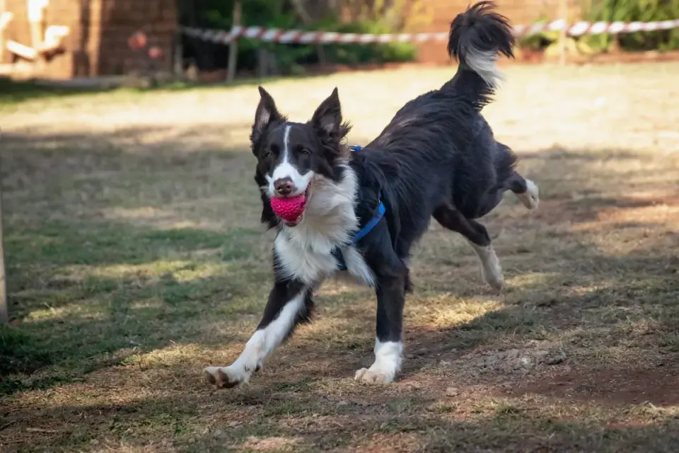 Dog playing with a rope toy