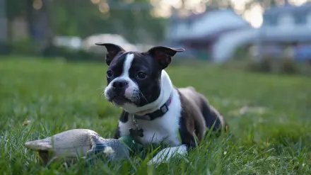 Dog playing with a rope toy