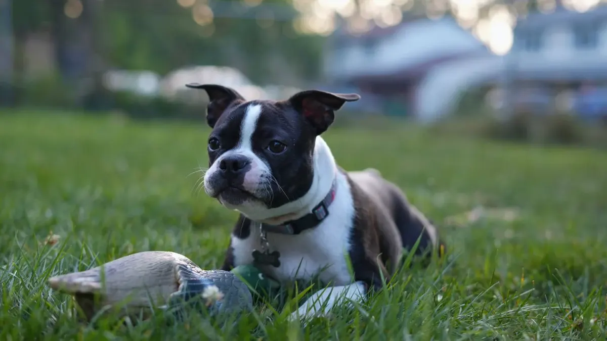 Dog playing with a rope toy