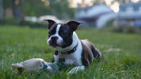 Dog playing with a rope toy