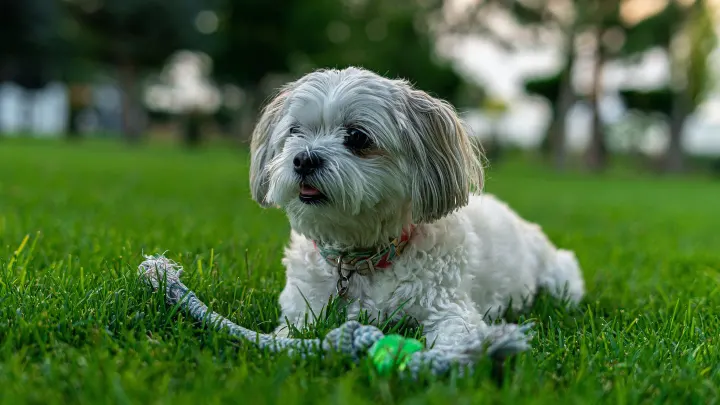 Dog playing with rope toy