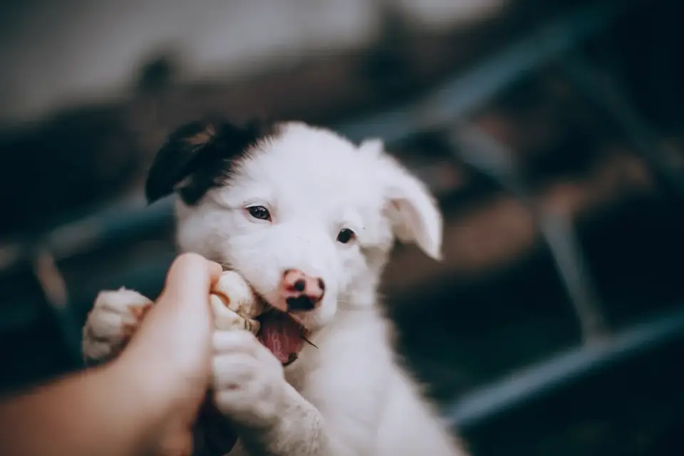 Dog playing with rope toy
