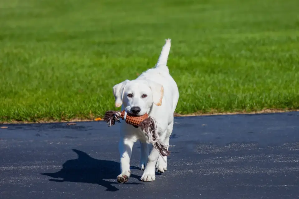 Dog playing with rope toy
