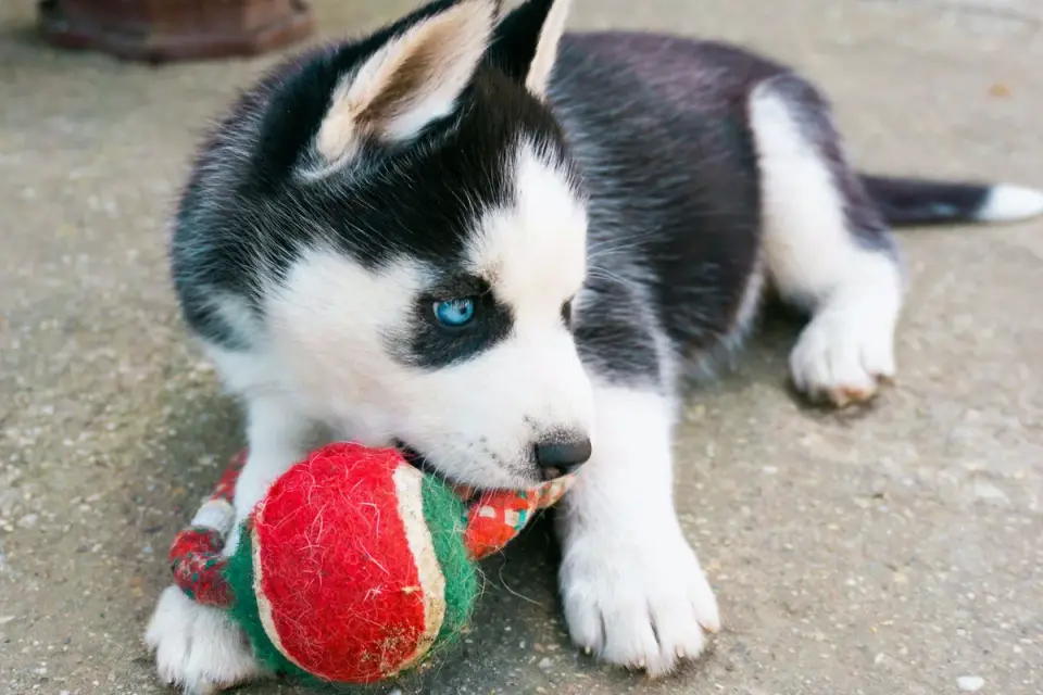 Dog playing with rope toy