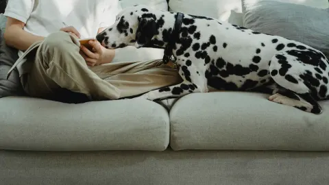 Dog resting beside an owner