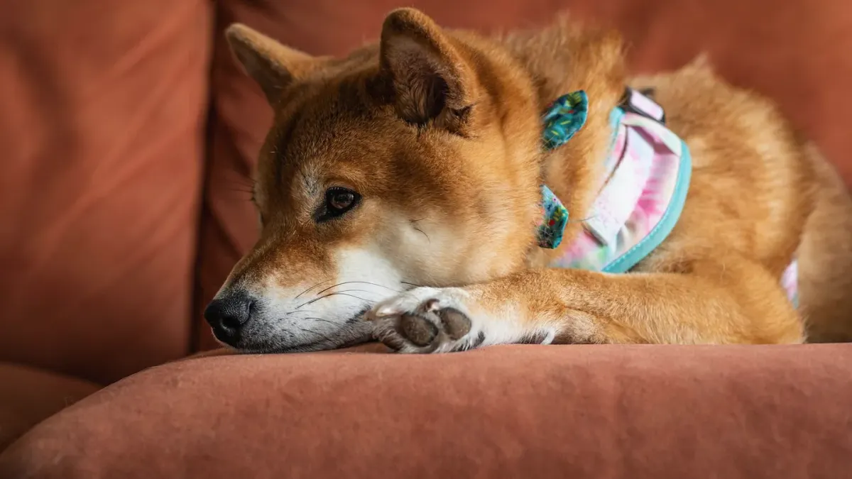 Dog resting beside an owner