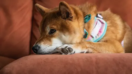 Dog resting beside an owner