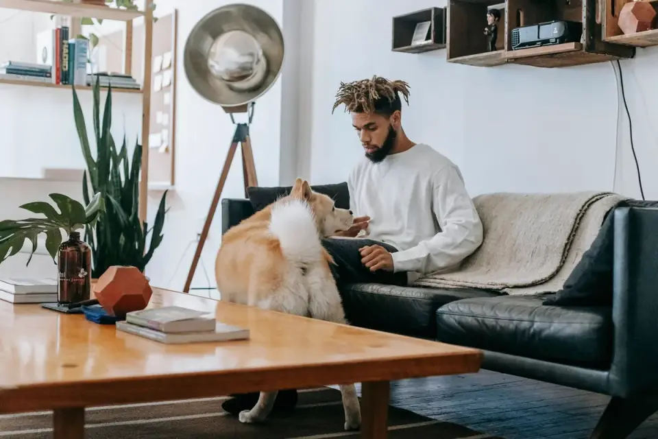 Dog resting beside an owner