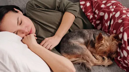 Dog resting beside an owner