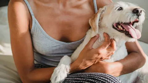 Dog resting beside an owner