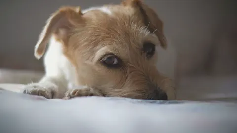 Dog resting during travel