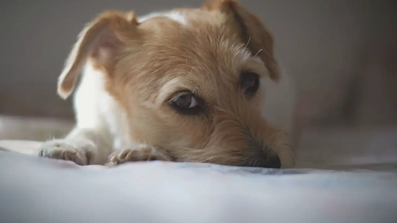 Dog resting during travel