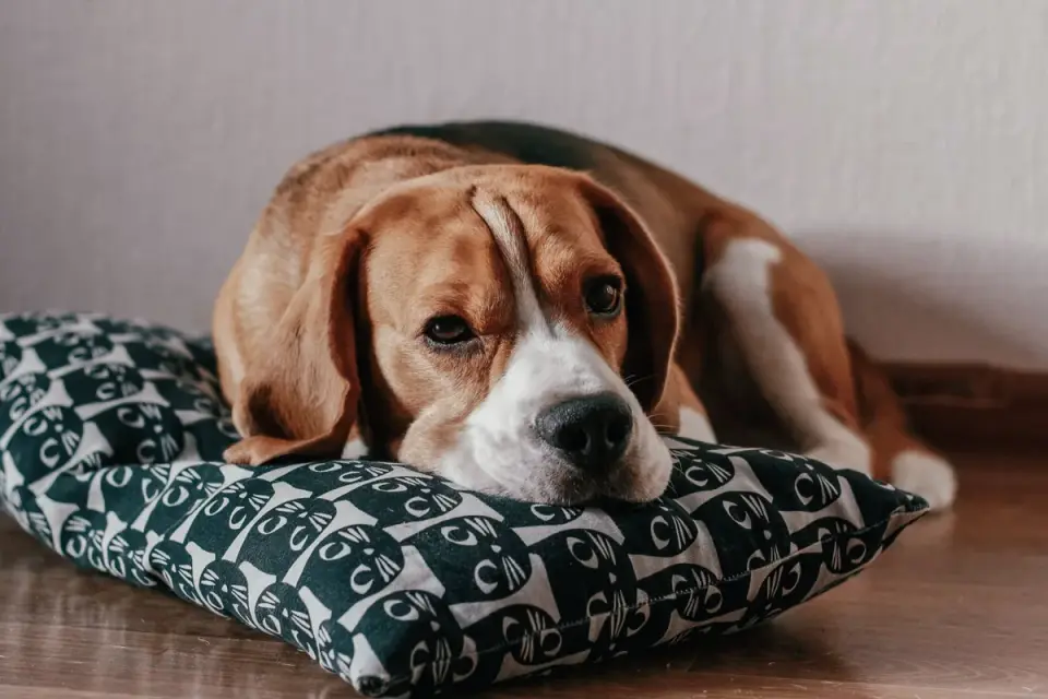 Dog resting during travel