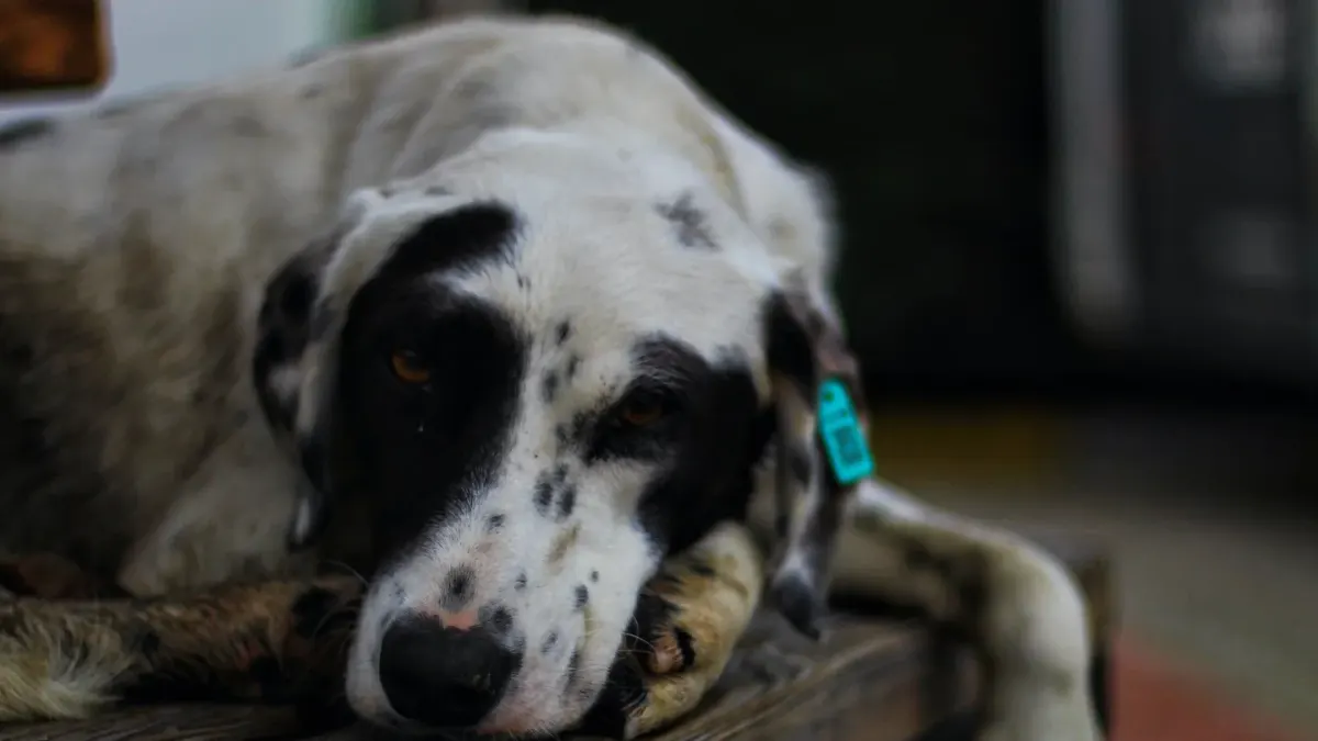 Dog resting during travel