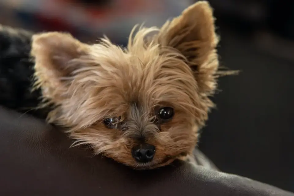 Dog resting during travel
