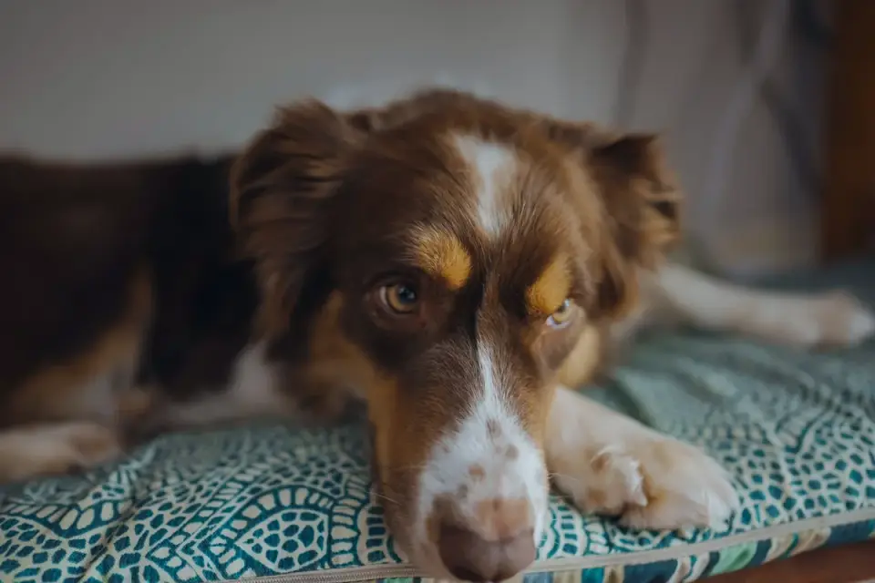 Dog resting during travel