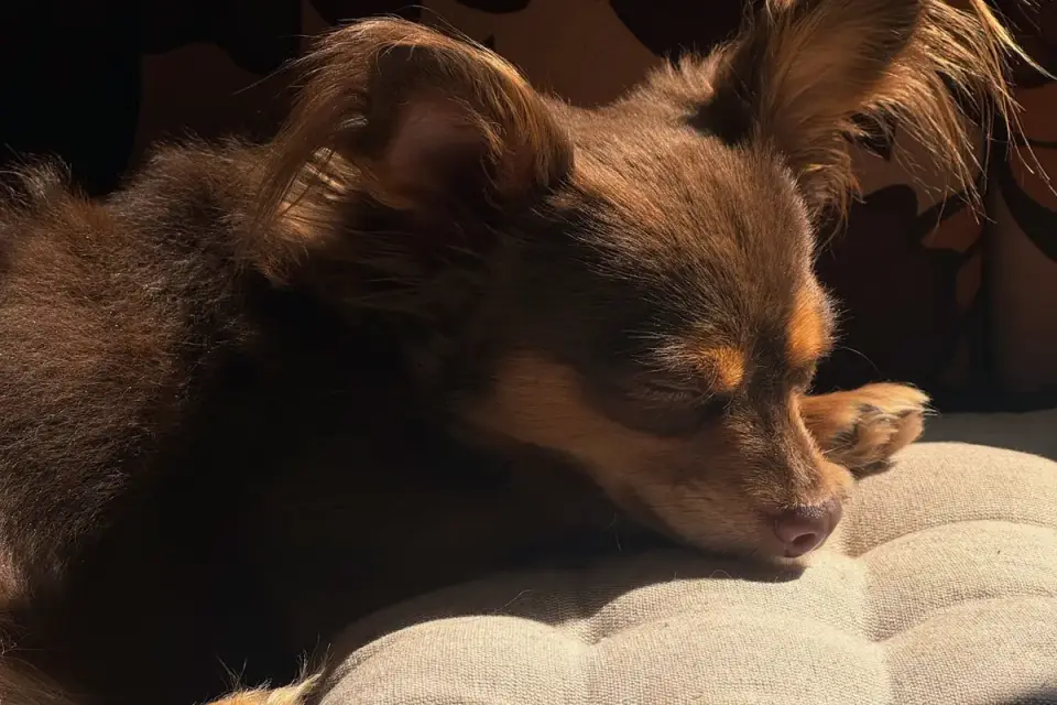 Dog resting during travel