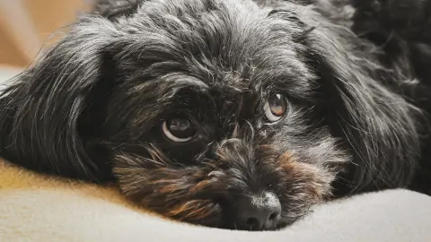 Dog resting during travel