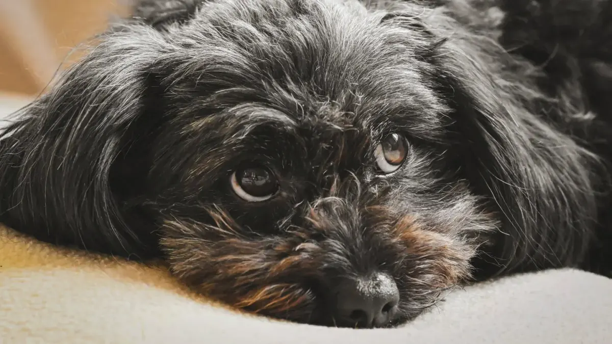 Dog resting during travel