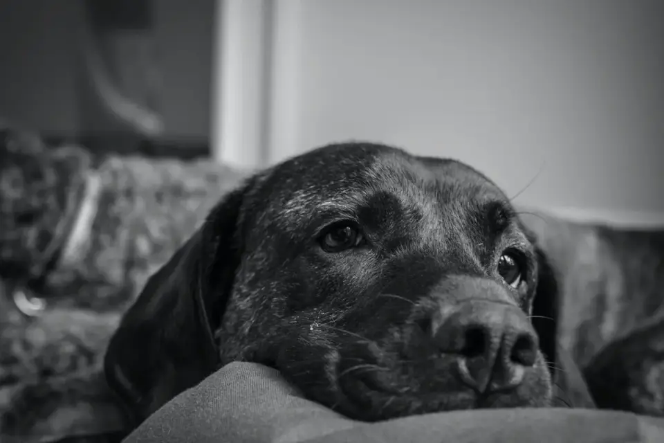 Dog resting during travel