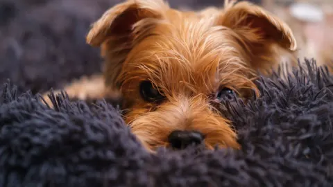 Dog resting during travel