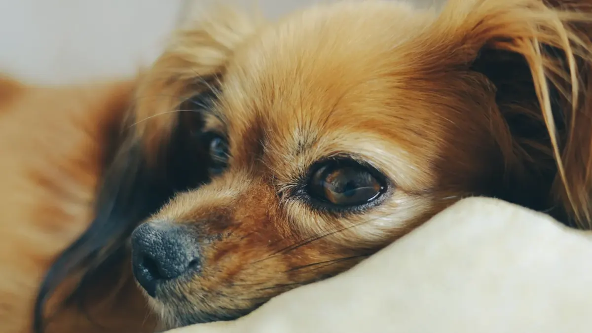 Dog resting during travel