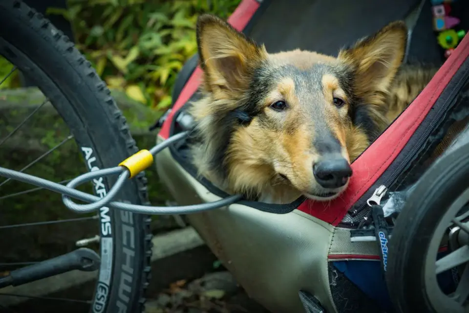 Dog resting during travel