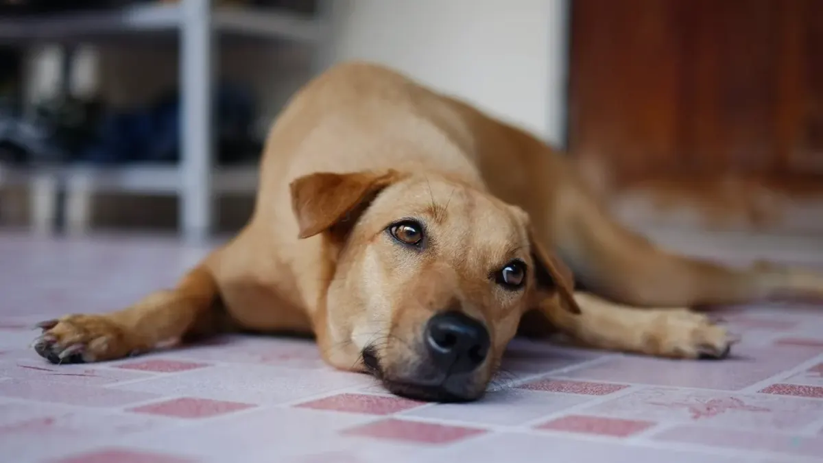 Dog resting during travel