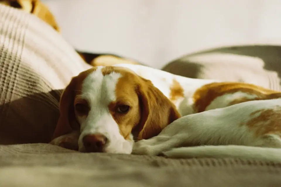 Dog resting during travel