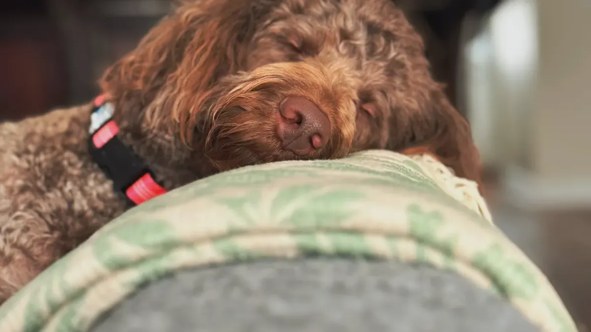 Dog resting during travel