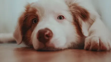 Dog resting during travel