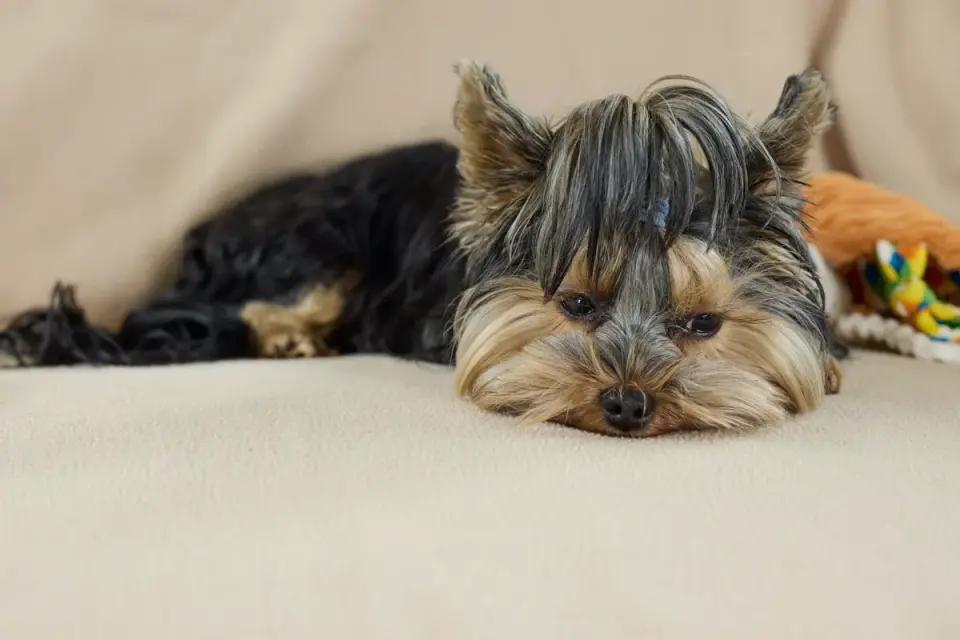 Dog resting during travel