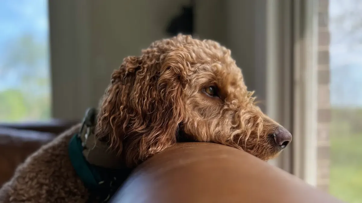 Dog resting during travel
