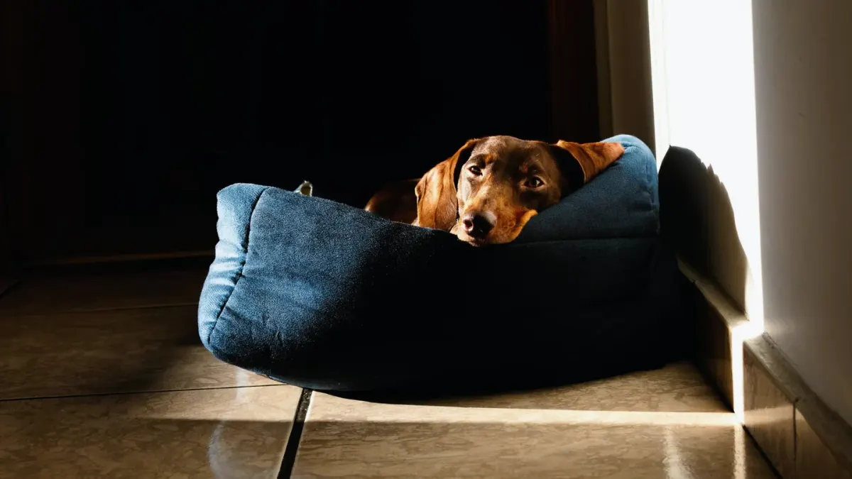 Dog resting during travel