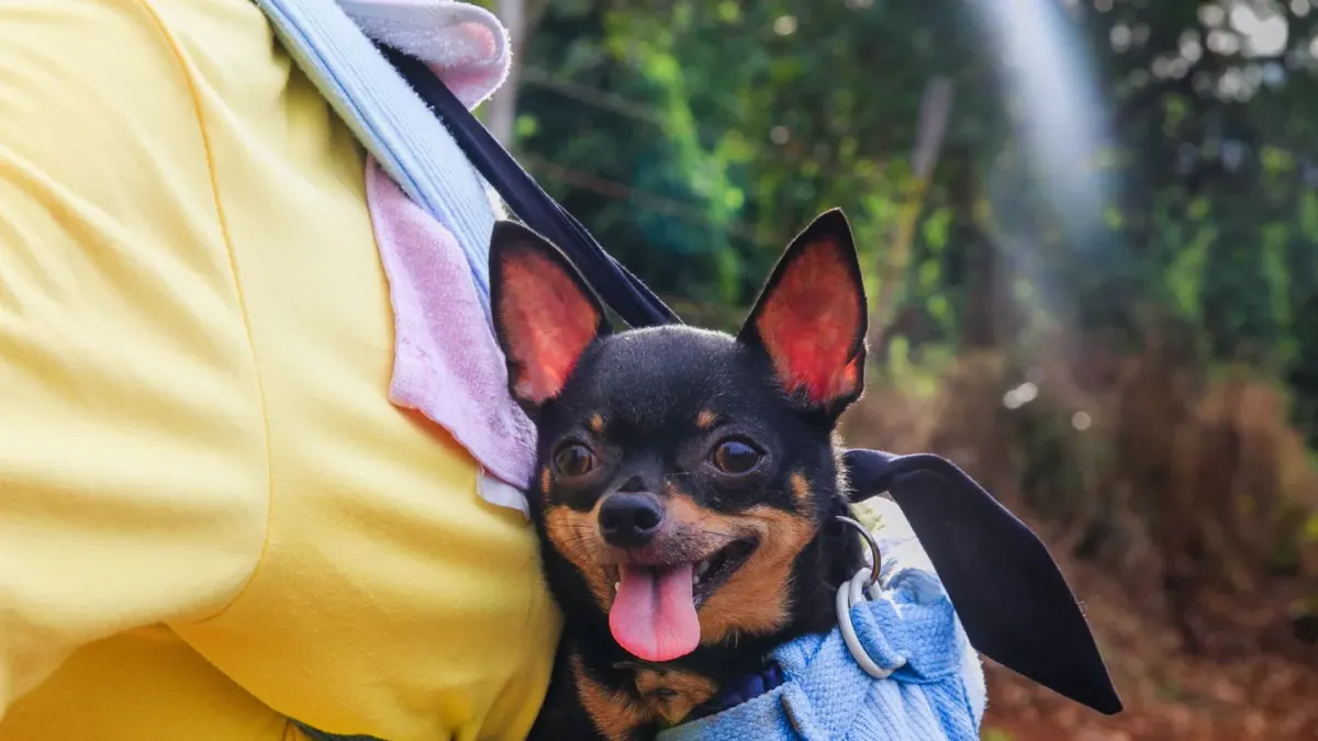 Dog resting during travel