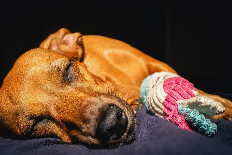 Dog resting during travel