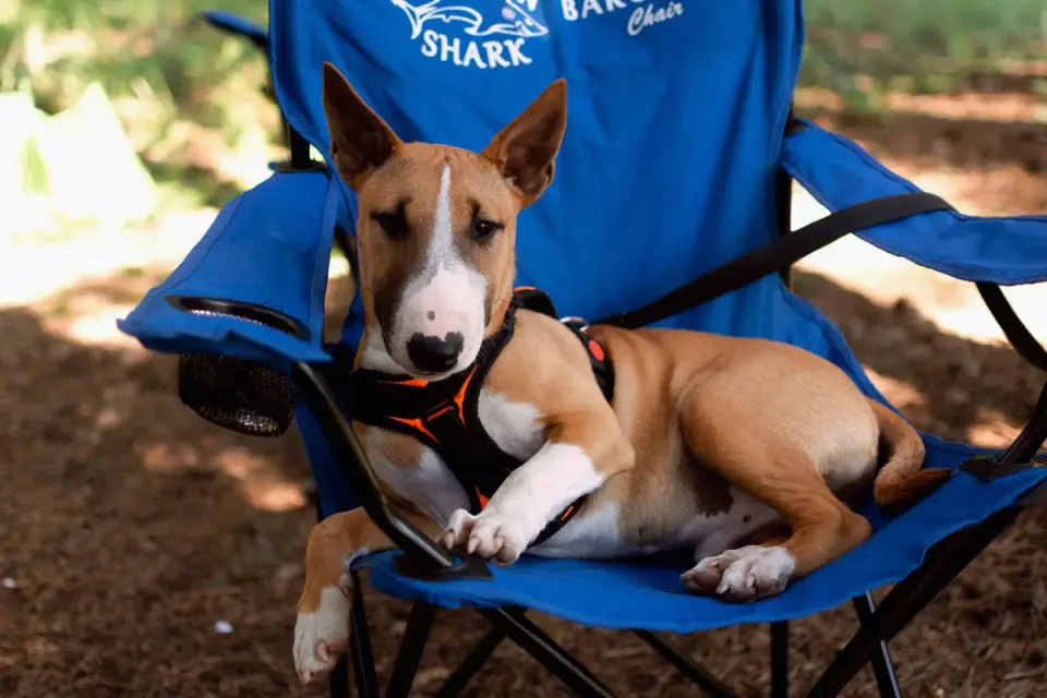 Dog resting in the shade wearing a cooling vest near a campsite