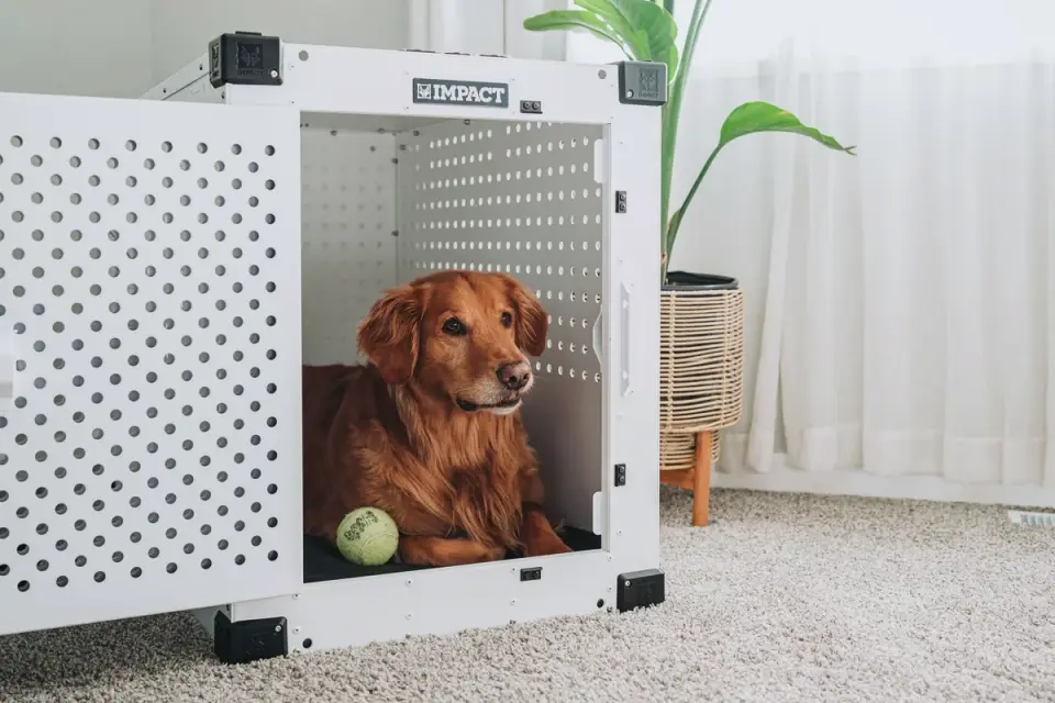 Dog resting travel carrier home