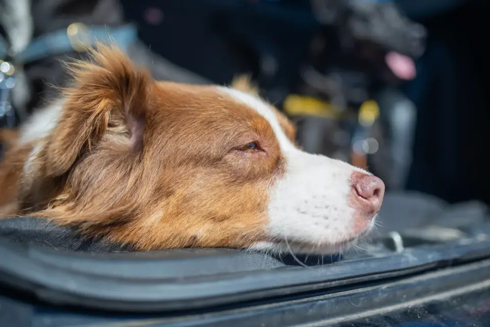Dog resting travel carrier home