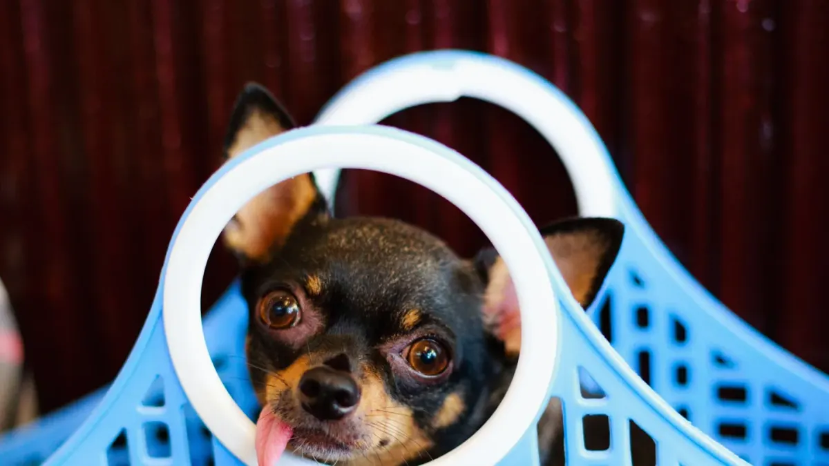 Dog resting travel carrier home