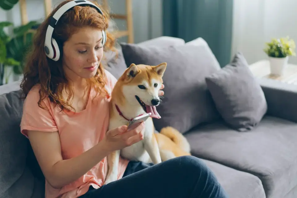 Dog resting with owner living room