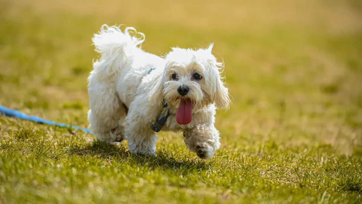 Dog running grass field