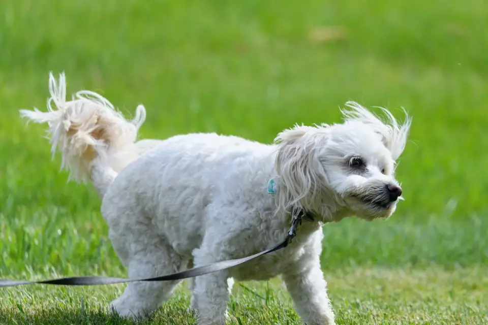Dog running grass field