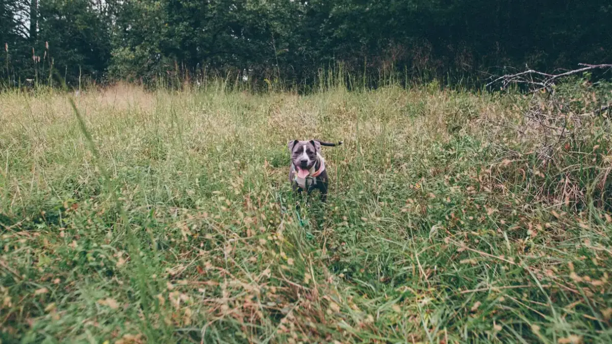Dog running grass field