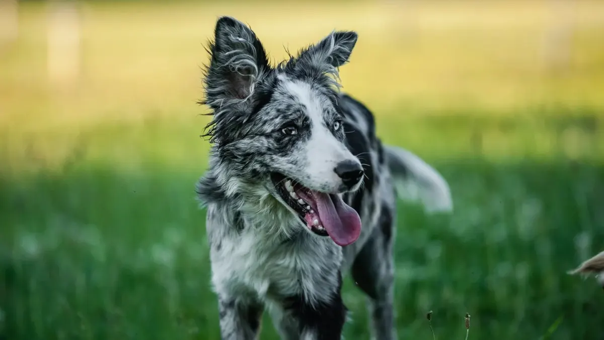 Dog running in a field