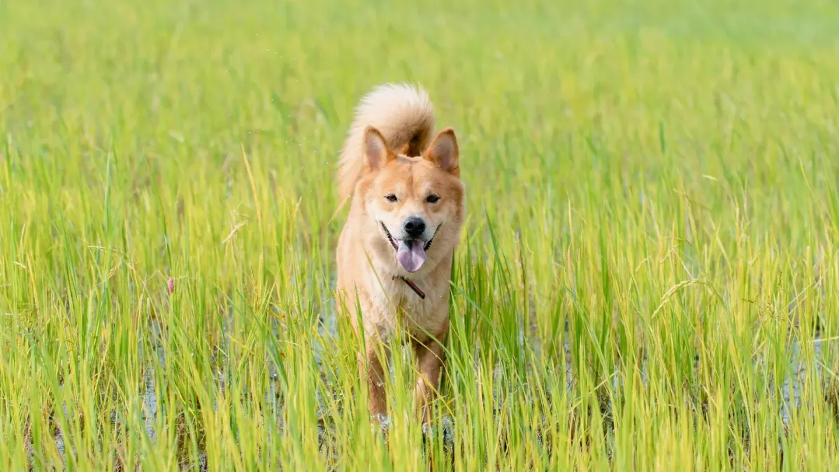 Dog running in a field