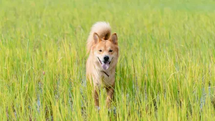 Dog running in a field